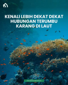 terumbu karang di laut