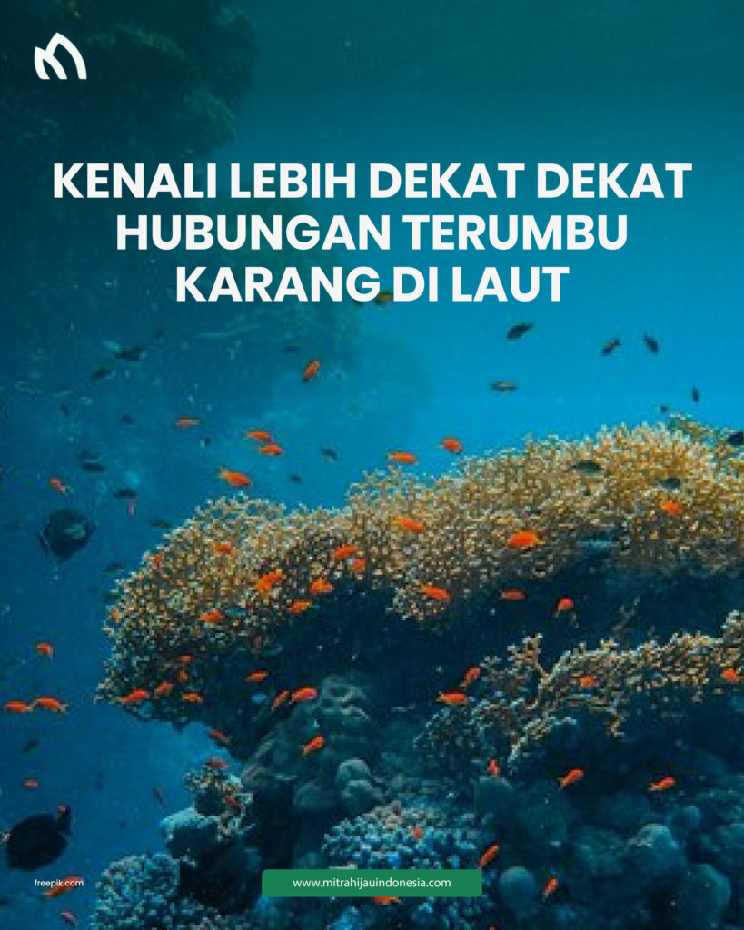 terumbu karang di laut