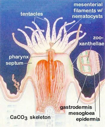 zooxanthellae