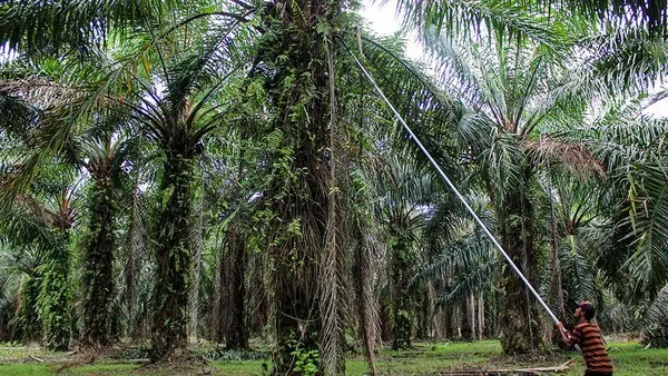 pohon sawit